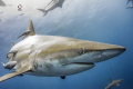 Black tip close up again