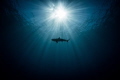 Black tip in the sun