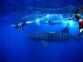 We swam with this big guy for almost an hour. He brushed up against me several times. It is believed he was hit by the ferry boat. You can see the scars on his back and a tear in the dorsal fin...Photo was taken with no strobe, Olympus 4040