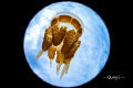 Picture taken at Kakaban jelly fish lake in Indonesia. With a Sony 6500 camera, nautical housing and Inon 240 strobe. 

I made this round circle manually. The sky looks like the earth and the jelly fish looks like a space ship. 
