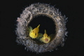Yellow Gobies in bottle - Lembeh.