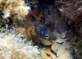 A Mediterranean Moray searching for prey