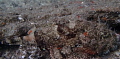 Scorpionfish: picture was taken in Phil Foster State Park under the iconic Blue Heron Bridge.