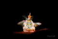 Sagaminoptheron psychedelium