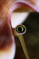 Eye of cone snail