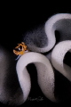 Favorinus tsuruganus.