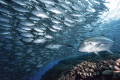 We can encounter a big Jackfish school sea of Aguni Island in spring. Sometimes several Giant trevallys(GT) are swimming in a big Jackfish school. It is waiting for the timing of GT to eat Jackfish.