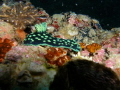 Phanerobranch Dorids