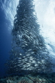We can encounter big Jackfish school at sea of Aguni Island in spring. The school of Jack fish changes into various forms.
