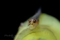 Yawning goby