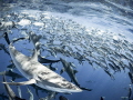 I joined in the Socorro diving cruise. One day, a lot of birds attacked the water surface, shark fin was making a splash. It was a shark bait ball. At that time, we were on the ship, we went to the bait ball by small boat and dive inside.