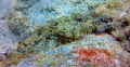 A scorpion fish, expertly camouflaged against the rocks. Taken with only a red filter on a GoPro HERO4