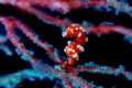 The elusive Santa Claus pygmy seahorse!
