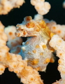 The mother of Pygmy seahorse gives eggs to the father's pouch of a marsupial and he grows eggs.This pygmy seemed to have a close birth.