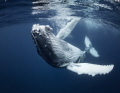 I encountered this baby humpback in Tonga , this year. I stayed there for about half a month, but I have a stronger impression than any whale I have ever met. Even though new born calf was curious and played well with me.