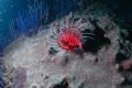 Lion Fish