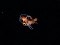Larval blanket octopus shot at 7m depth, bonfire diving in Anilao, Philippines. Used Olympus EM-5 Mark II with M. Zuiko 60mm macro lens in Nauticam housing, Inon Z330 strobes, Scubalamp RD95 and RD90.