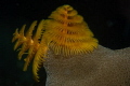 Christmas Tree Worm shot in January off the West coast of Koh Chang Island
