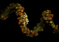 DNA