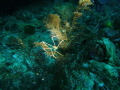Spider Squat Lobster - Chirostylus sandyi (also known as Ch. dolichopus)