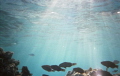 Snorkeling in the shallow passes between motus in Tikehau.  Capture the parrot fish school swimming over the coral.  Camera is Nikon ActionTouch, Portra 400 Film