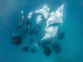 Mantas feasting on plankton at Hanifaru Bay.