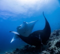 Dancing mantas in Maldives near island Dhigurah.