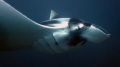 Giant Manta Ray -