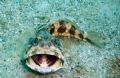 banded jawfish yawning. fuji f450 (no strobe)
