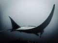 Mysterious Manta - in the swells of Lembongan the mantas glide by as if oblivious to you there. Olympus tg4 with olympus housing