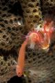 Ringeeye Dwarfgoby and Christmas Tree Worm. Photo taken with Nikon D70 and Nikonos SB105 strobes