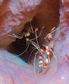 Banded Coral Shrimp in Azure Sponge. Roatan, Bay Islands. Fuji F810, S&S YS-90DX.