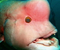 Huge Bulgyhead Wrasse was almost hit my camera. I took this image with my TG3 with attached wide lens and S2000 strobe.