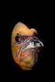 Cardinalfish