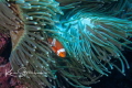 Just a cute clown fish