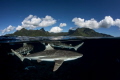 Life under a pacific island