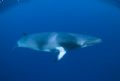 Minke Whale, photo taken on Ribbon Reef No 5 - Great Barrier Reef, Australia
Nikon D70, Nikon 10.5mm lens - no strobes.