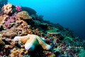 Taken on a drift dive in Nusa Lembongan
