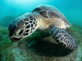 Green turtle in the bay of Abu Dabbab