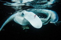 Divers use a boat. The light of the boat attracts plankton. The plankton attracts manta rays. Manta rays attract divers. So things have come full circle.