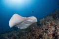 Marble ray at Tubbataha reefs with Seadoors liveaboard.