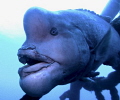 The Yokozuna Fish/ This fish bossing around his territory for more than two decades. Wow! I think protecting his position for more than two decades is enough to say 