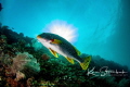On USAT Liberty wreck in Tulamben Bali