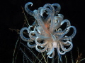 Phyllodesmium iriomotense tulamben