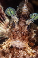 Beautiful lion fish in all its glory