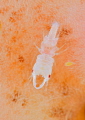 Bull Gnathiidae/ This creature looks like an insect but its not. It's a family of isopod crustaceans.