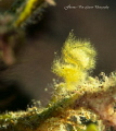 Hairy shrimp with eggs