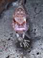 Fish and crab