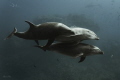An happy family of Bottlenoise Dolphins at Cabo Pearce in Socorro Island. The best divesite in the world to meet friendly and playful Dolphins into the wild waters of Pacific Ocean.