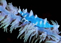 Blue Bishamon Shrimp